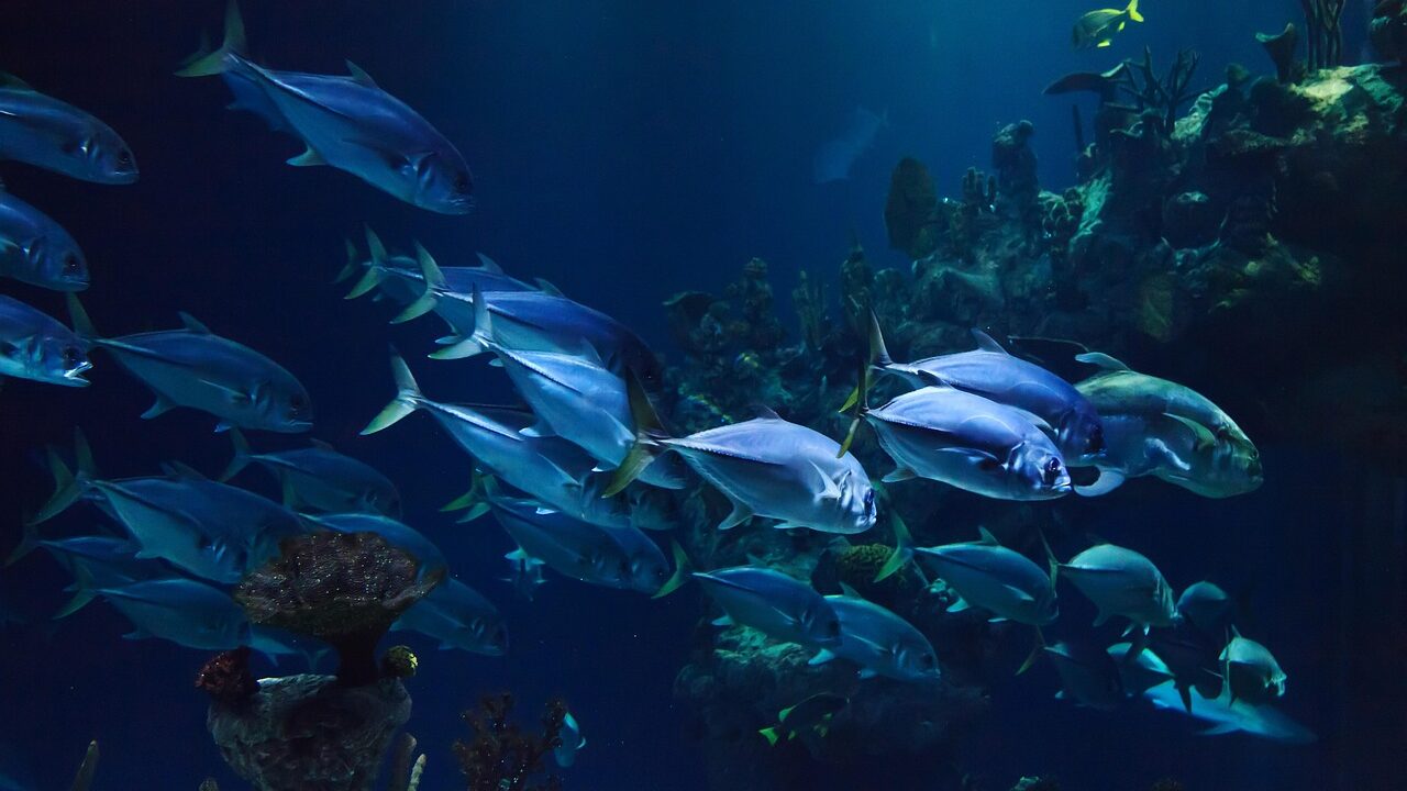 animal, aquarium, aquatic, coral, deep, fish, marine, ocean, reef, scuba, sea, under, nature, underwater, water