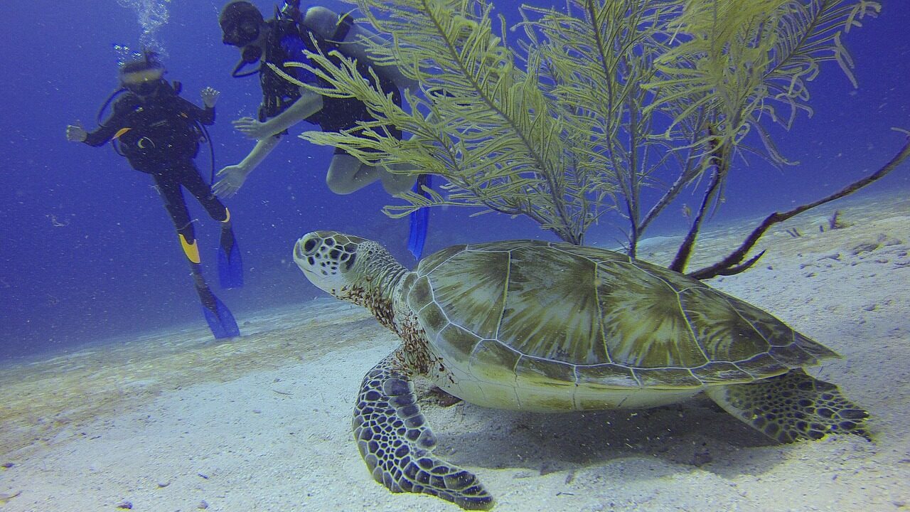turtle, scuba diving, divers, mexico, turtle, turtle, scuba diving, scuba diving, scuba diving, scuba diving, scuba diving, mexico