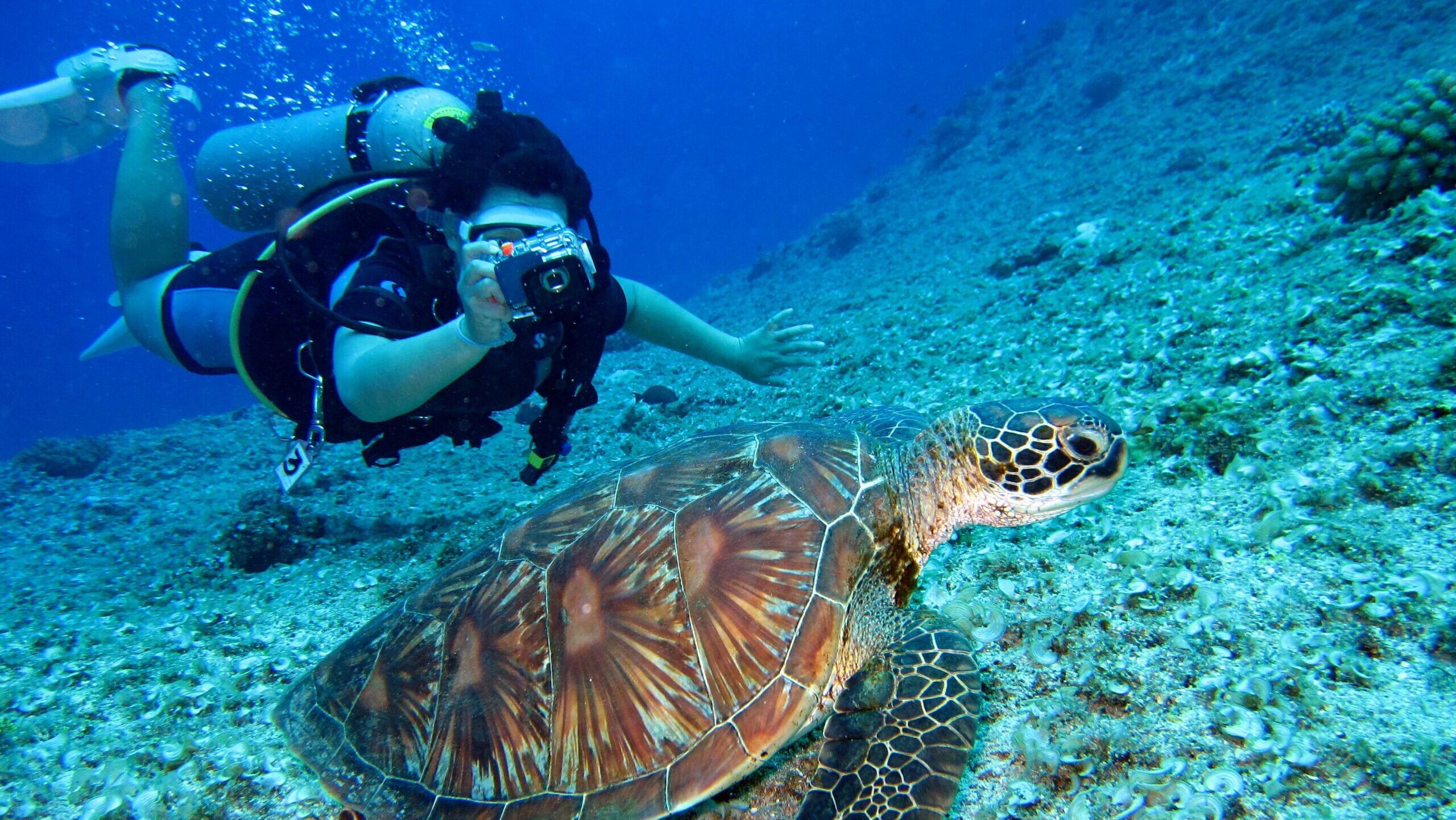 Scuba diver captures a close-up shot of a sea turtle in its natural habitat.