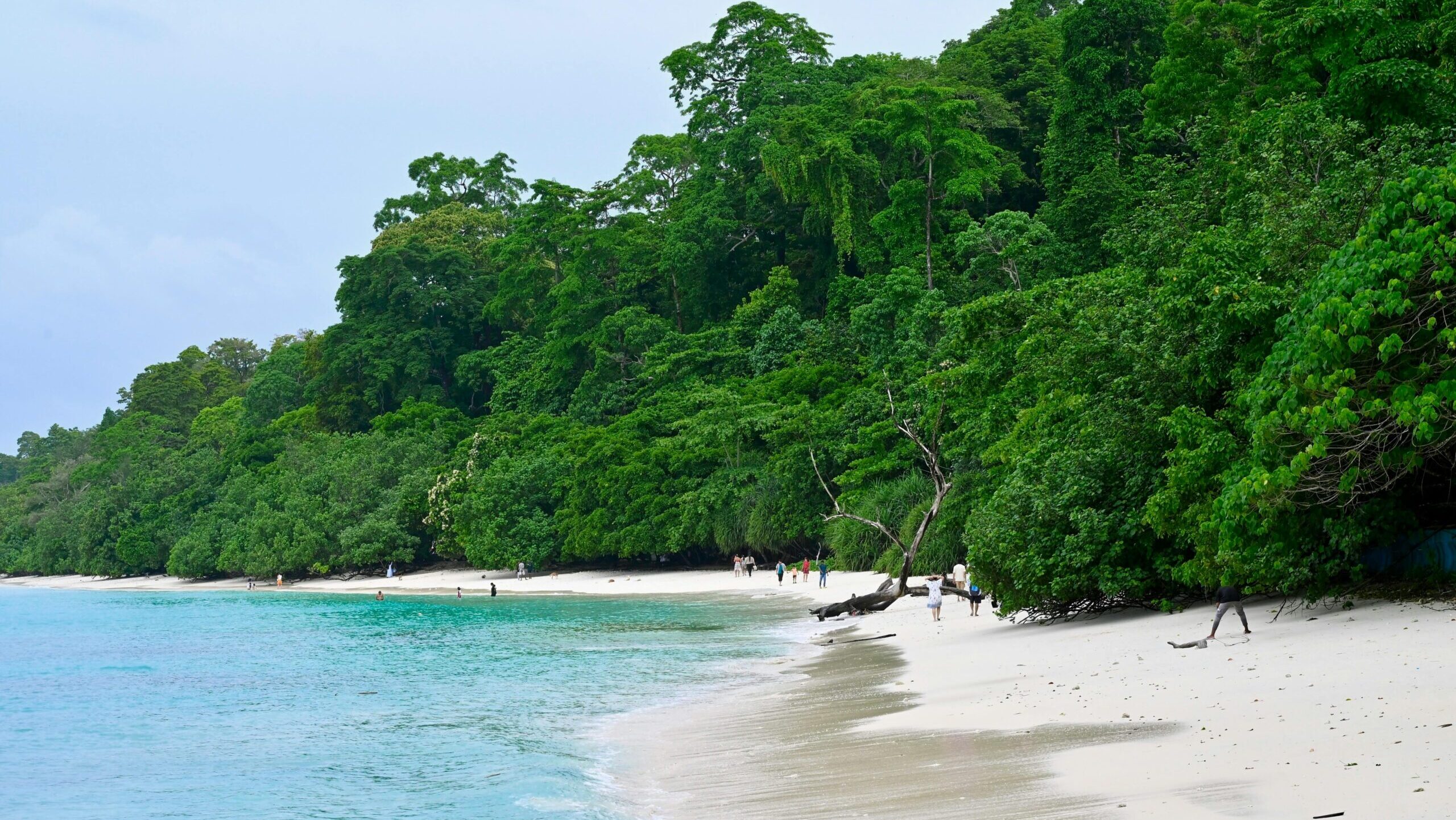 Explore the untouched beauty of a tropical beach in the Andaman and Nicobar Islands with lush green forests.