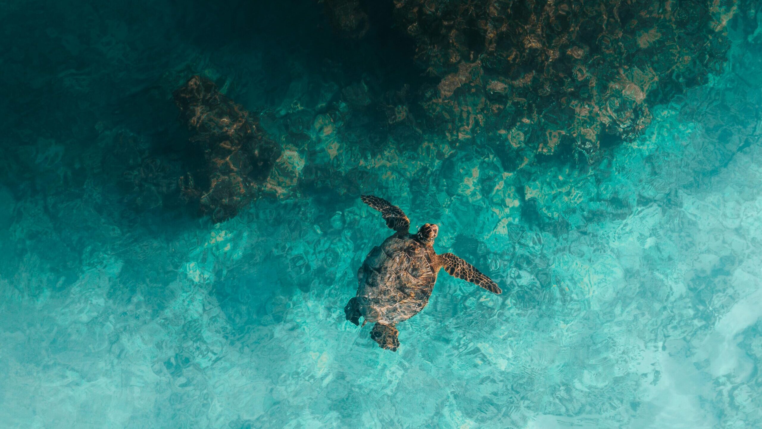 Captivating aerial shot of a sea turtle swimming in turquoise waters over a coral reef.