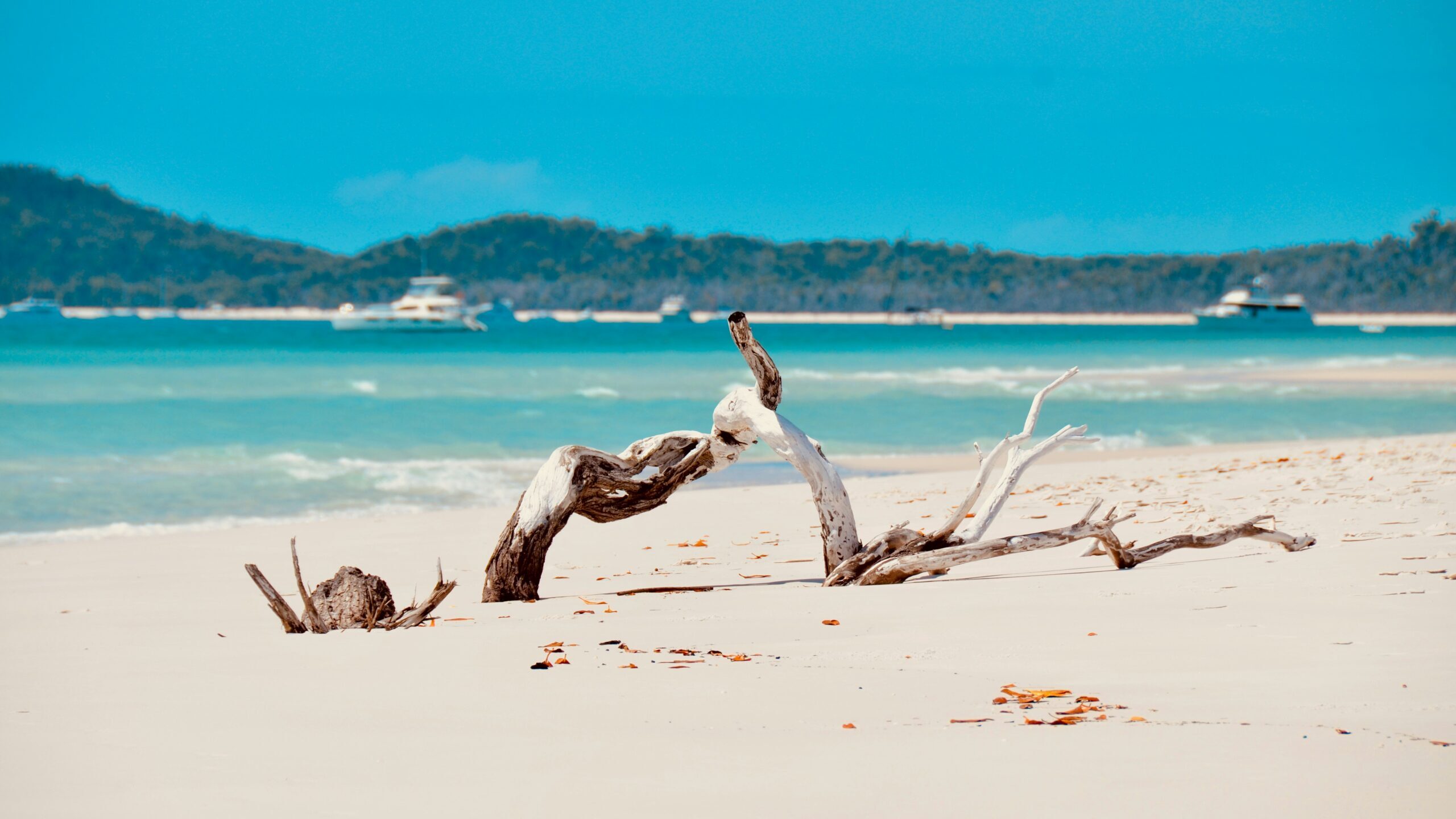 david-maunsell-HxPotrcpQu0-unsplash